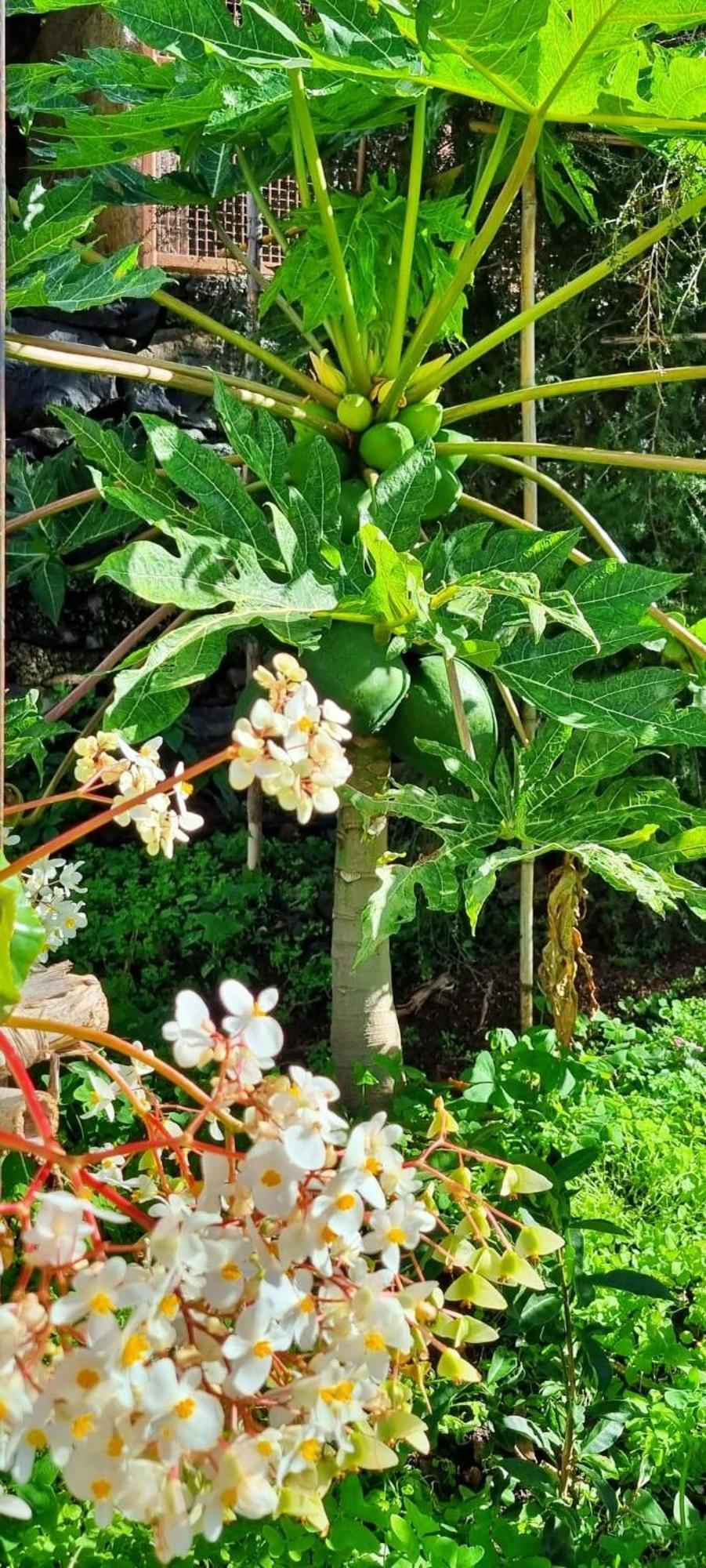 Villa Catanho Funchal  Eksteriør billede
