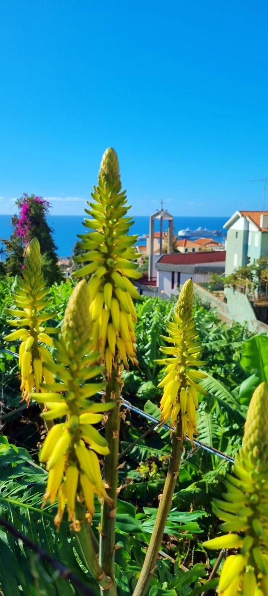 Villa Catanho Funchal  Eksteriør billede